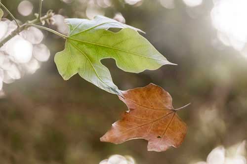 Don’t Leaf